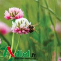 TREFLE HYBRIDE MENTA 25 KG