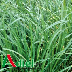 FETUQUE ELEVEE ROZA 10 KG