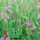 SAINFOIN EN COSSE 