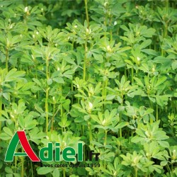 FENUGREC FENUFOR SAC 20 KG