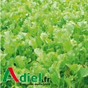 RADIS FOURRAGER APOLL 25 KG