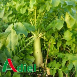 RADIS CHINOIS DAIKON MINO EARLY 10 Kg