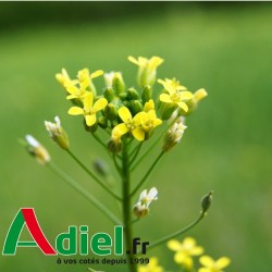 CAMELINE 25 KG