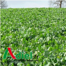 COLZA FOURRAGER AKELA SAC 10 KG