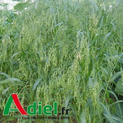 MILLET BLANC 25 Kg