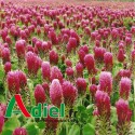 TREFLE INCARNAT REDHEAD BIO 10 KG