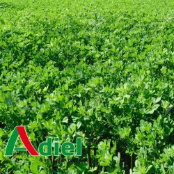 LUZERNE EUGENIA BIO SAC 10 KG
