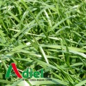 RAY GRASS ITALIEN BIO IDEFIX SAC 10KG