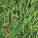 RAY GRASS ANGLAIS BIO BELLATOR SAC 10 KG