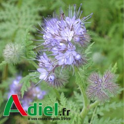PHACELIE BIO STALA SAC 10 KG