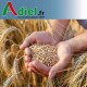 Triticale