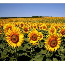 MAS 815 OL RM9 TOURNESOL OLEÏQUE