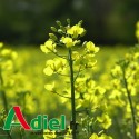 MOUTARDE BLANCHE ANTI NEMATODES ANDROMEDA 25 KG