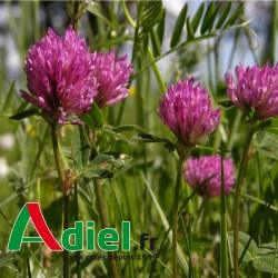 TREFLE VIOLET VYTIS SAC 25KG