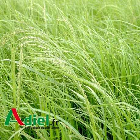 TEFF GRASS 