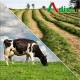 MIX CLOVER
