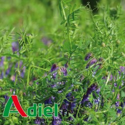 VESCE VELUE REA 25 Kg