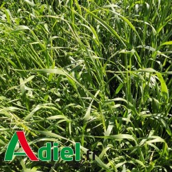 AVOINE DIPLOIDE MORA 25 Kg