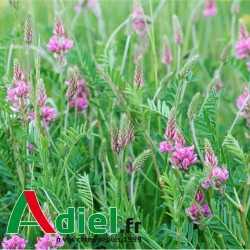 SAINFOIN EN COSSE BIO SAC 25 Kg