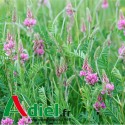 SAINFOIN EN COSSE BIO SAC 25 Kg