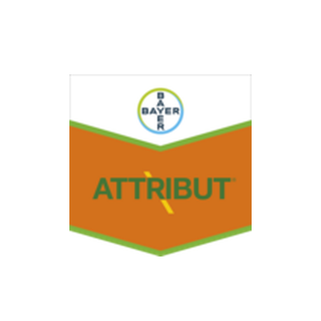 ATTRIBUT