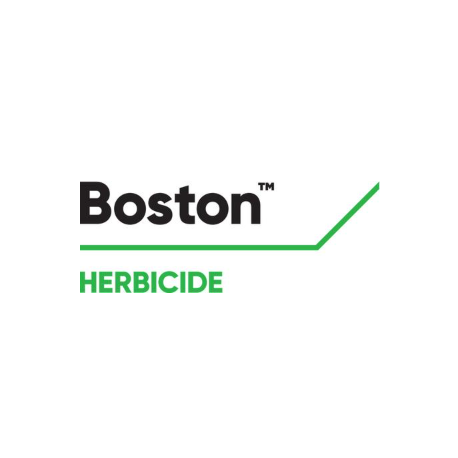 BOSTON 