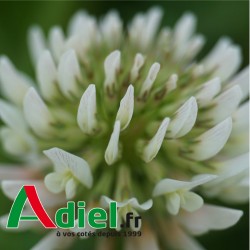 TREFLE BLANC TREFLE BLANC