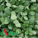 NAVETTE CARLINDA 25 KG