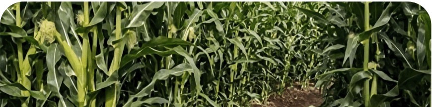 Maïs utilisables en AB