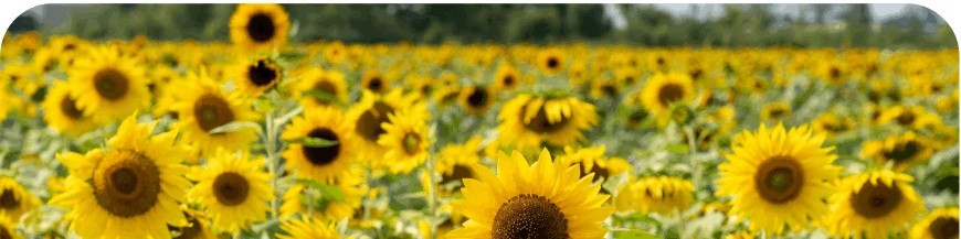 Tournesols