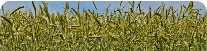 Triticale 