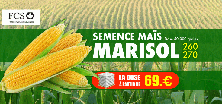 Semences de maïs Marisol à partir de 69€ la dose chez Adiel France